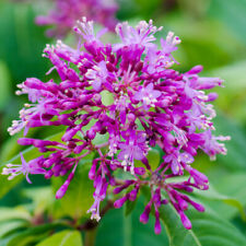 Tree fuchsia arborescens for sale  PETERBOROUGH