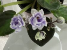 African violet frosty for sale  BARNSLEY