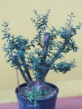 Olive bonsai 32x24cm for sale  Shipping to Ireland