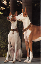 Dog postcard ibizan for sale  ROCHESTER
