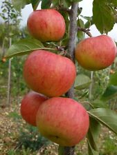 Orchard fruit tree for sale  UK