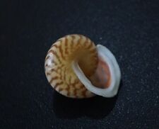 land snail Papuina admiralitatis 24.7 mm F+++/GEM  zebra pattern "from Papua New, used for sale  Shipping to South Africa