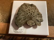 Petoskey Stone Polished Slice Attached To A Tile 4.25x4.25 Inches, used for sale  Shipping to South Africa