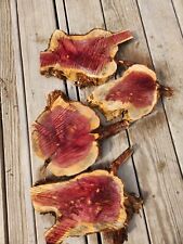 Cedar wood slices for sale  Osceola