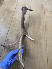 Wild antler dog for sale  LONDON