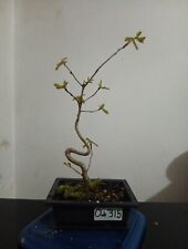 Oak bonsai tree for sale  KINGSTON UPON THAMES
