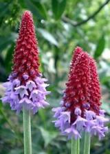 Primula vialii perennial for sale  Shipping to Ireland