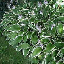 Hosta fortunei francee d'occasion  Pouzauges