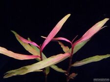 Stems persicaria kawagoeanum for sale  Stockton
