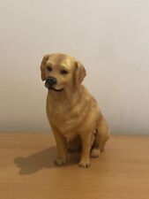 Golden retriever dog for sale  DONCASTER