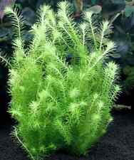 Mayaca fluviatilis plante d'occasion  Krautergersheim