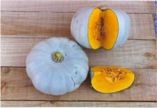 Winter squash crown for sale  RUGBY