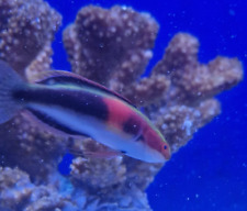 Katherine fairy wrasse for sale  RUGELEY