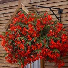 Begonia boliviensis bellavista for sale  UK