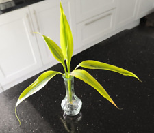 Rooted lucky bamboo for sale  CARDIFF