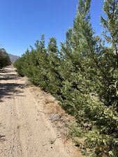 Leyland cypress tree for sale  Apple Valley