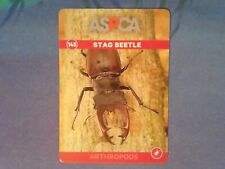 Stag beetle 145 for sale  Saint Louis