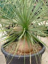 Beaucarnea stricta bottle for sale  Manassas