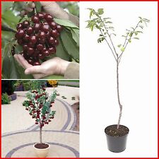 Cherry tree plant for sale  UK