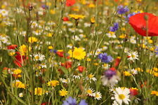Wildflower meadow garden for sale  LONDON