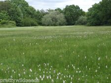 Rare meadow grass for sale  DARLINGTON