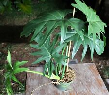 Philodendron radiatum plant for sale  Hollywood