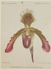 Cogniaux goossens cypripedium usato  Foligno