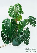 Monstera deliciosa large for sale  GREENFORD