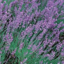 Lavender seeds vera for sale  PEEBLES