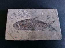 Pesce fossile yangahictys usato  San Dona Di Piave