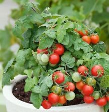 Red robin tomato for sale  Hastings