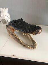 Alligator skull for sale  BIRMINGHAM
