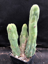 cactus piante grasse usato  Massafra