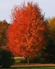 Autumn blaze maple for sale  Mcminnville