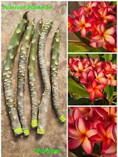 Talea plumeria 50cm usato  Supersano