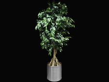 Ficus madagaskar dekopflanze gebraucht kaufen  Ahrensburg