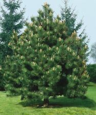 Pinheiro austríaco, Pinus Nigra 40 sementes 2023 - EUA comprar usado  Enviando para Brazil