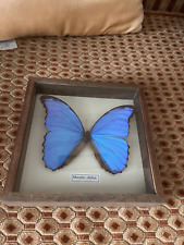 Cadre bois papillon d'occasion  Fay-aux-Loges