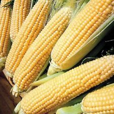 Sweet corn seeds for sale  Shipshewana