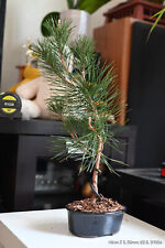 Black thunberg pine for sale  San Diego