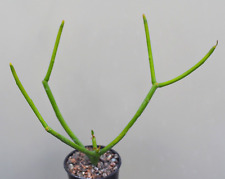 Euphorbia tirucalli succulent for sale  WALTON ON THE NAZE
