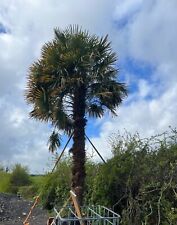 Palm tree trachycarpus for sale  EXMOUTH