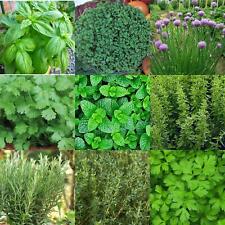 Kitchen herb seed for sale  UK
