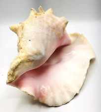 Conch shell horn for sale  Brookfield