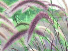 Purple fountain grass for sale  Rock Island