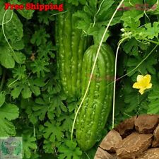 Vietnam bitter gourd for sale  Ontario