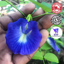 Blue butterfly pea for sale  Shipping to Ireland