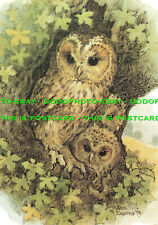 L249849 tawny owl for sale  WARLINGHAM