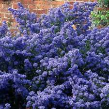 Ceanothus puget blue for sale  KING'S LYNN