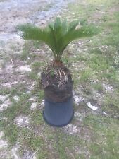 Potted sago palm for sale  Jacksonville